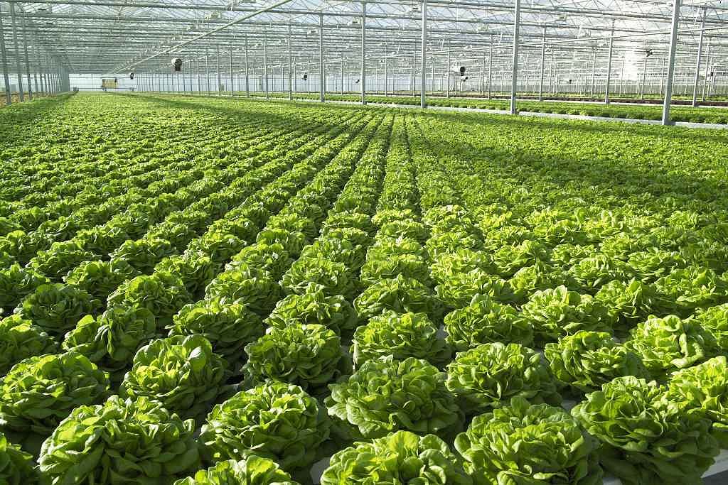 miracle grow hydroponic Hydroponic Lettuce guide